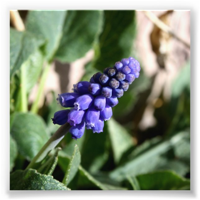 Grape Hyacinth Photo Print (Front)