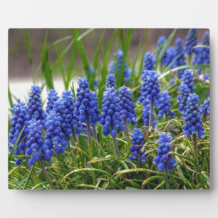 Grape Hyacinth Plaque