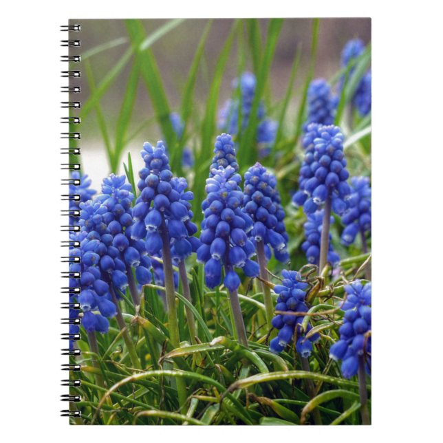 Grape Hyacinth Spiral Notebook (Front)