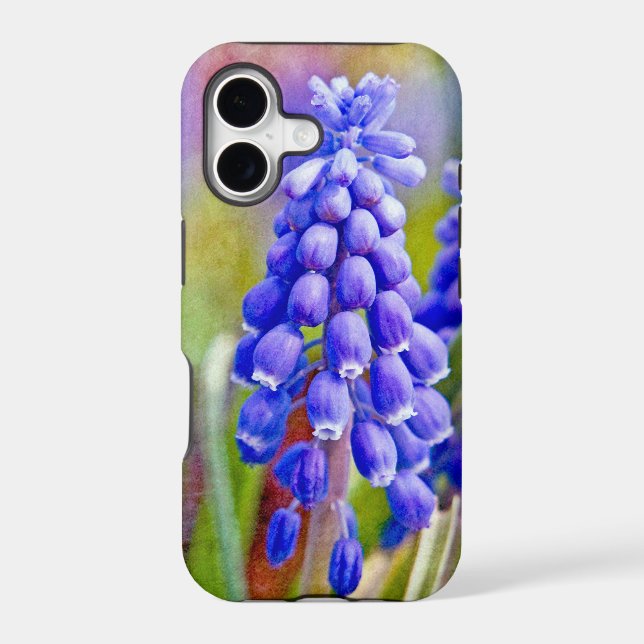 Grape Hyacinths (Back)