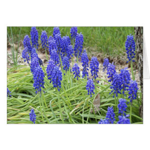 Grape Hyacinths