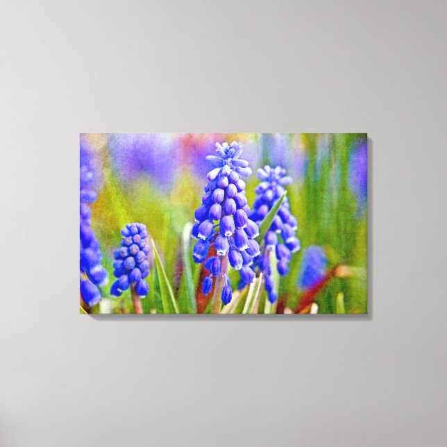 Grape Hyacinths Canvas Print (Front)