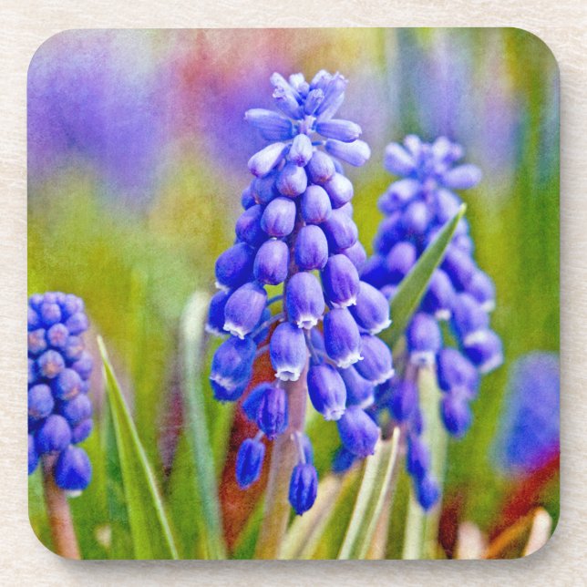 Grape Hyacinths Coaster (Front)