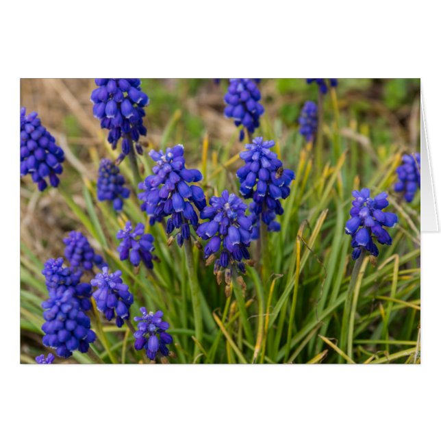 Grape Hyacinths Family (Front Horizontal)