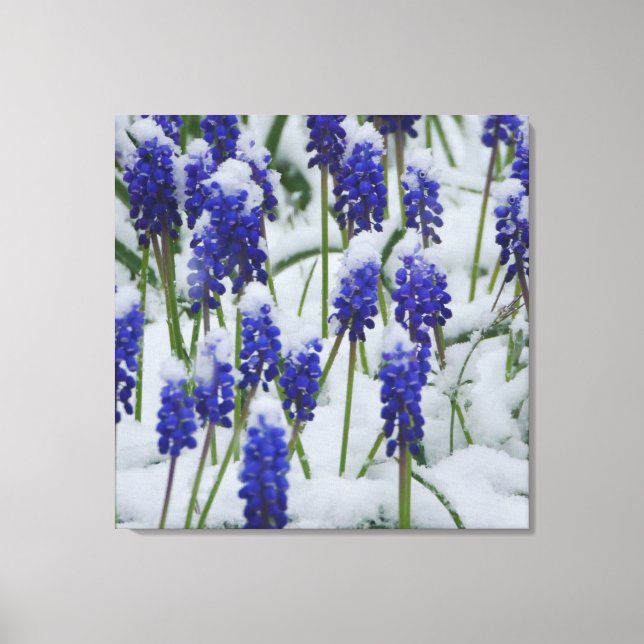 Grape Hyacinths in Snow Canvas Print (Front)