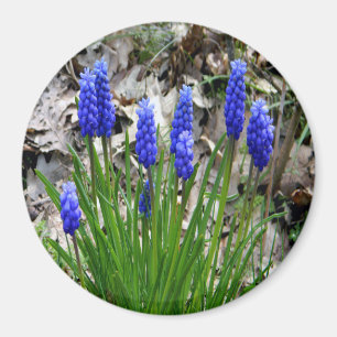 Grape Hyacinths... Magnet