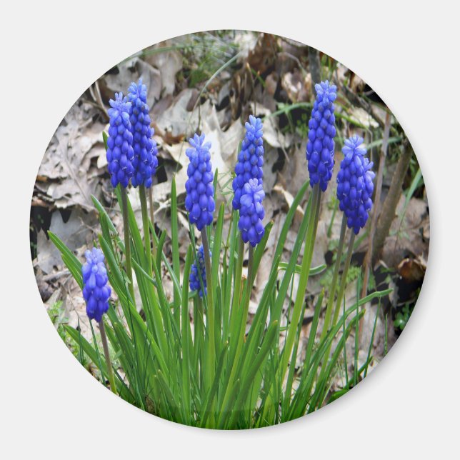 Grape Hyacinths... Magnet (Front)