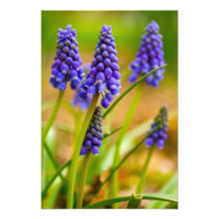 Grape Hyacinths, Ohio