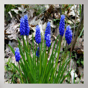 Grape Hyacinths.... Poster
