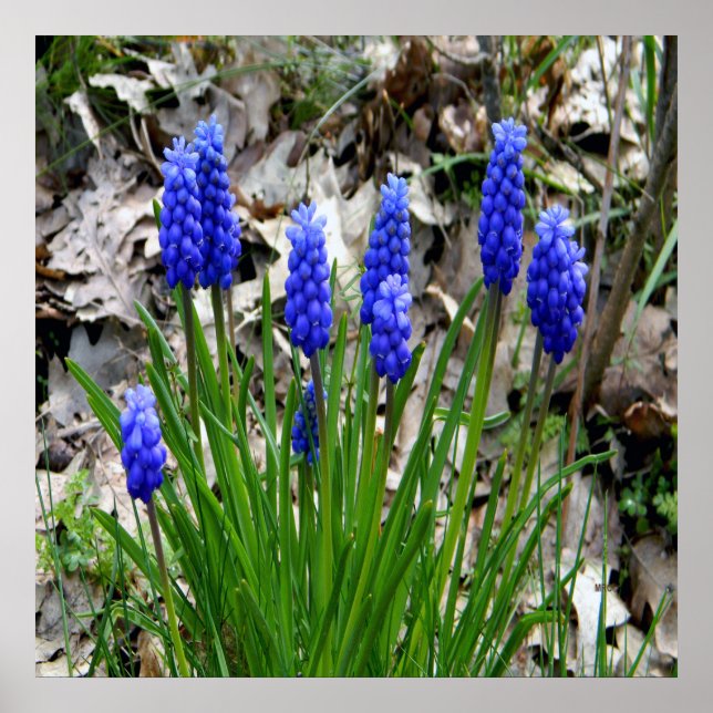 Grape Hyacinths.... Poster (Front)