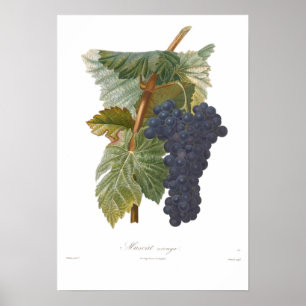 Grape,Muscat arouya Poster