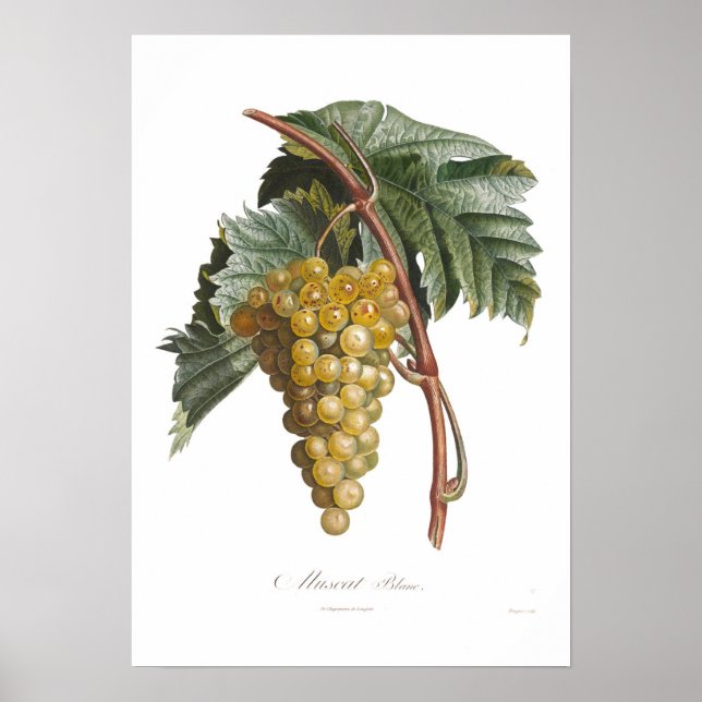 Grape,muscat blanc poster (Front)