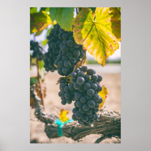 Grape on Vine Poster