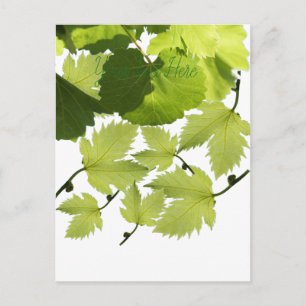 Grape Vine Green Leaves Postcard