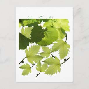 Grape Vine Green Leaves Postcard