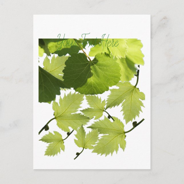 Grape Vine Green Leaves Postcard (Front)