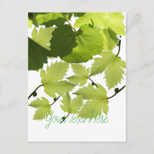 Grape Vine Green Leaves Postcard