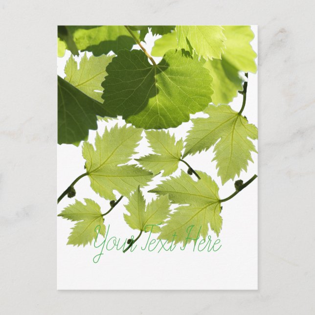 Grape Vine Green Leaves Postcard (Front)
