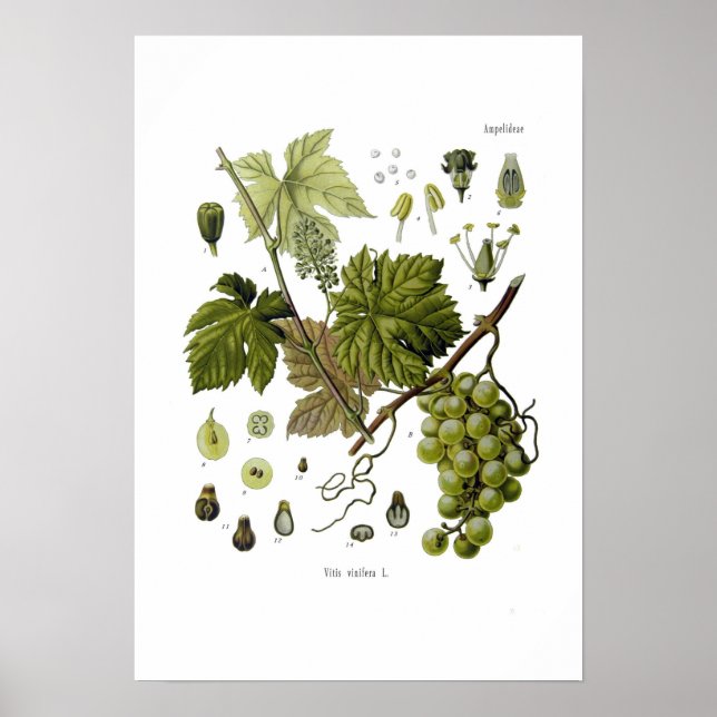 Grape vine poster (Front)