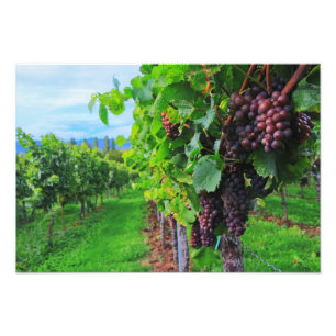 Grape Vines Photo Print