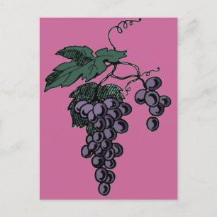 Grape Vines Postcard