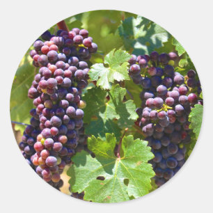 Grapes Classic Round Sticker