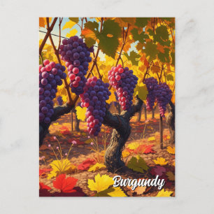 Grapes in Burgundy France Travel Postcard