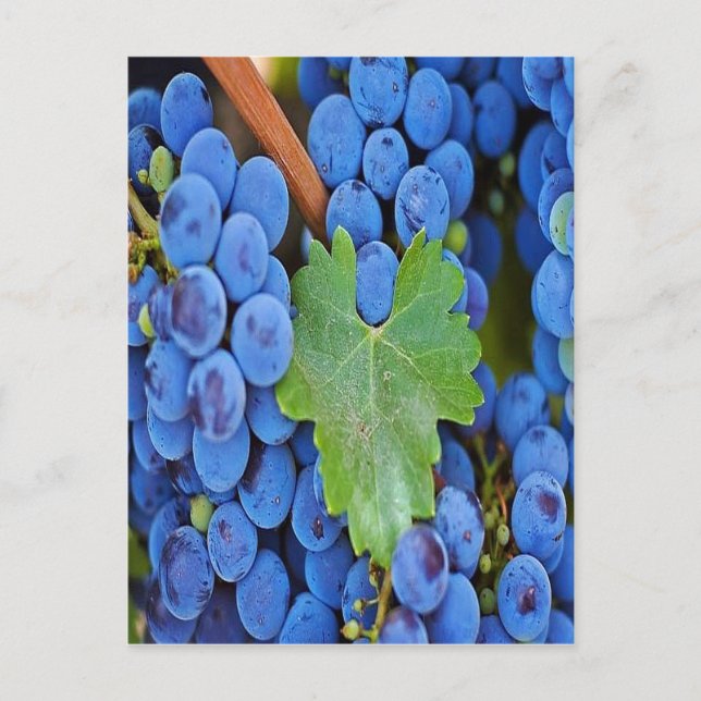 Grapes on a Vine Postcard (Front)