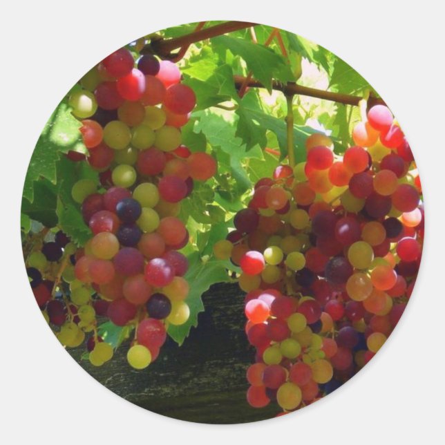 Grapes On A Vine Sticker (Front)