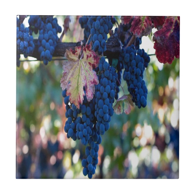 Grapes on a Vine Tile (Front)