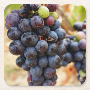 Grapes on the Vine Square Paper Coaster