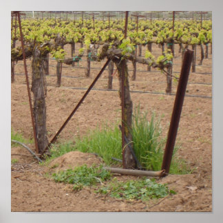 Grapes on the Vine - Winery Photograph Poster