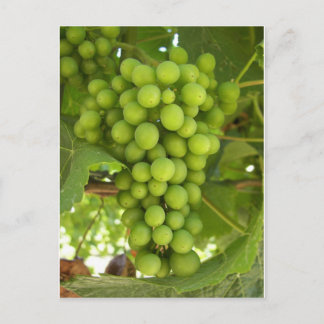 Grapes Postcard