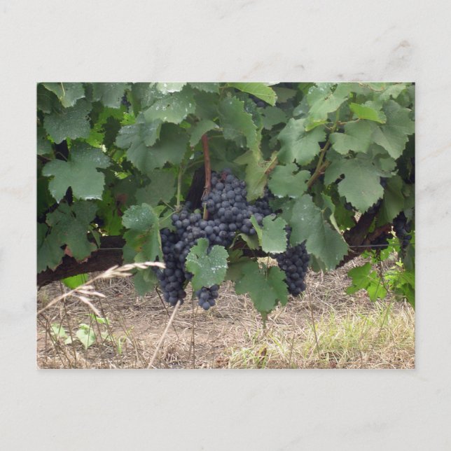 Grapes Postcard (Front)