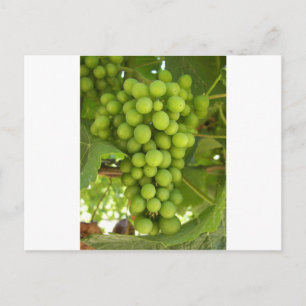 Grapes Postcard