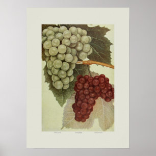 Grapes Poster