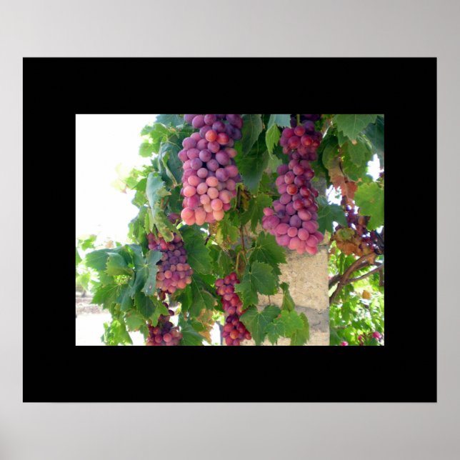 Grapes Poster (Front)
