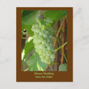 grapes, Winery Wedding Save the Date! Announcement Postcard