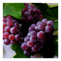 Grapevine Fruit Photography