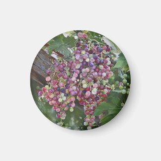 Grapevine Glory — Hyperrealistic Vineyard Art for Magnet
