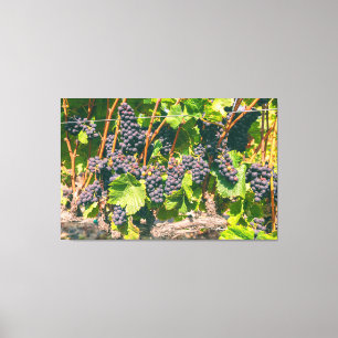 Grapevines Canvas Print