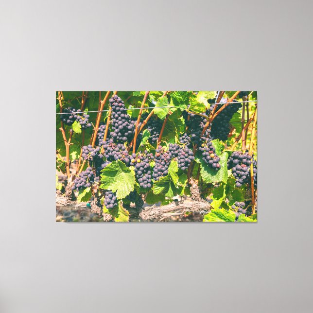 Grapevines Canvas Print (Front)