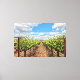 Grapevines Canvas Print