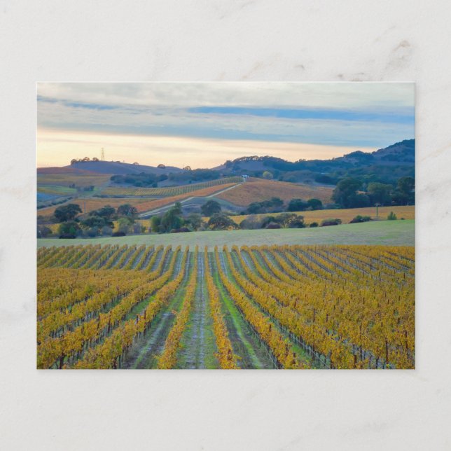 Grapevines in Napa Valley Vineyard at Sunset Postcard (Front)