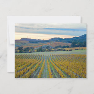 Grapevines in Napa Valley Vineyard at Sunset Postcard
