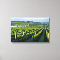 Grapevines in neat rows in California's Napa