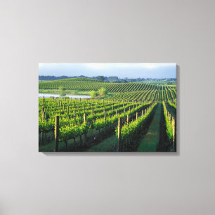 Grapevines in neat rows in California's Napa Canvas Print