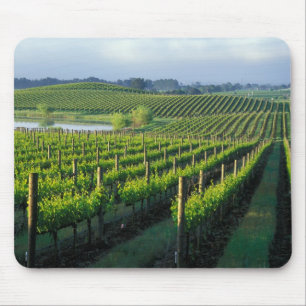 Grapevines in neat rows in California's Napa Mouse Pad