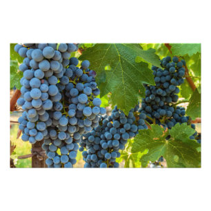 Grapevines Photo Print