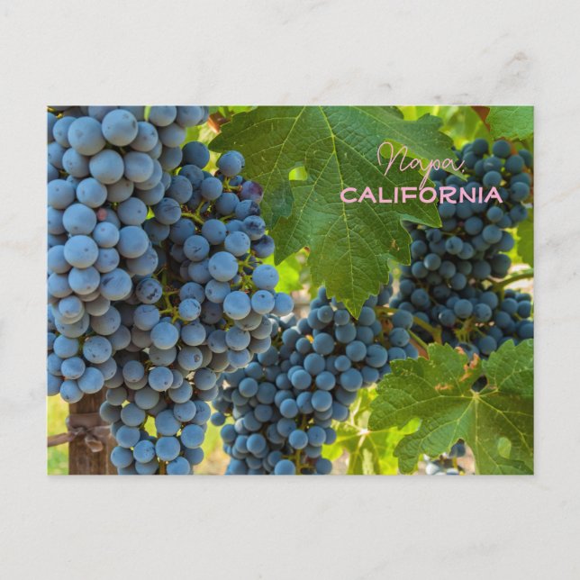 Grapevines  postcard (Front)